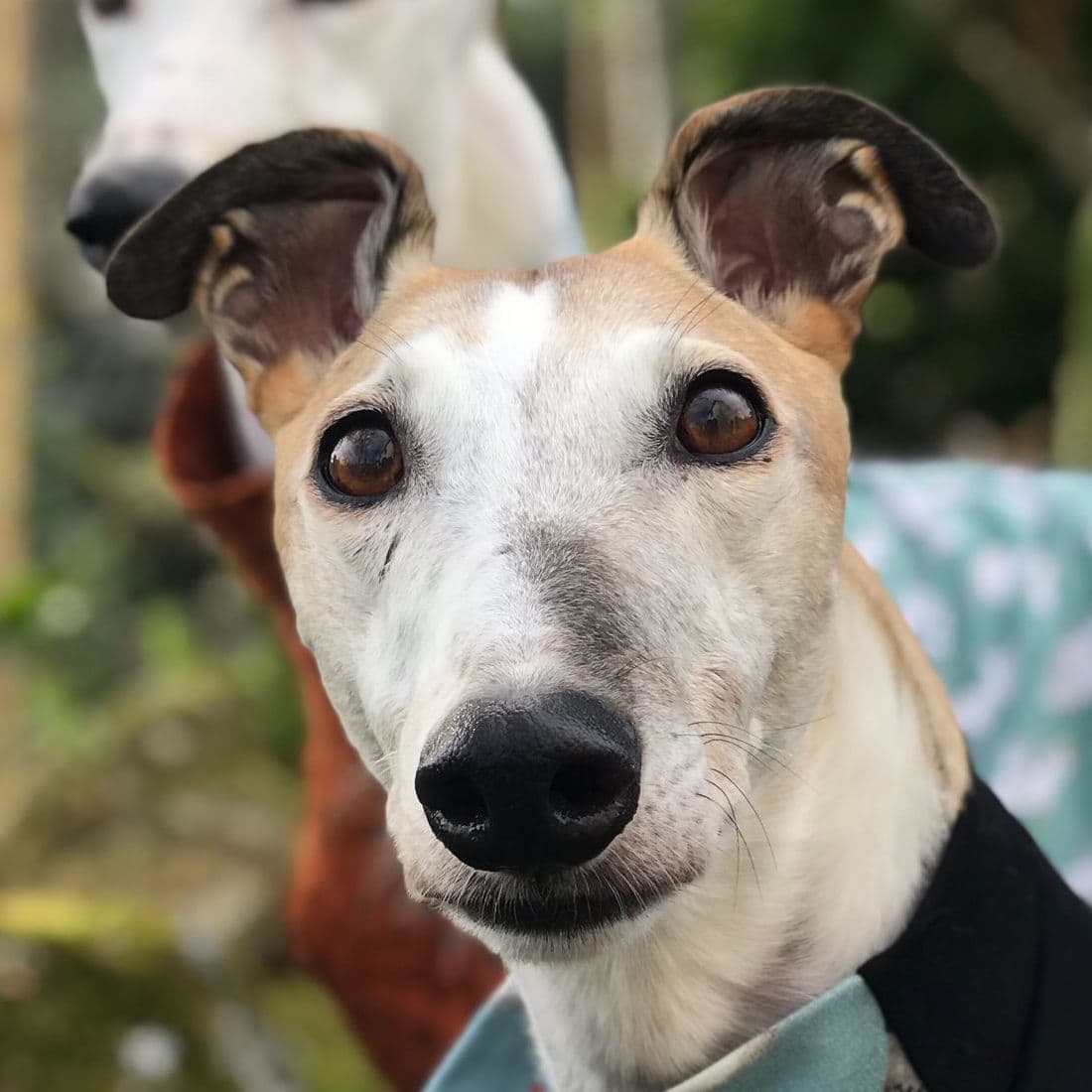 A sighthound photo ready to be turned into a card
