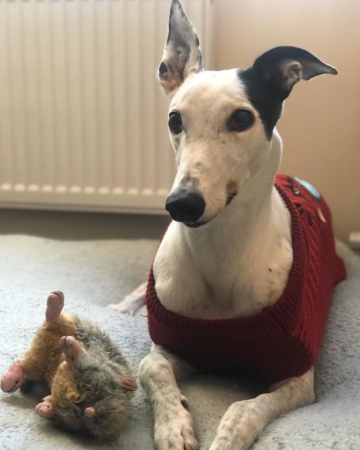 A beautiful printed photo card with a sighthound