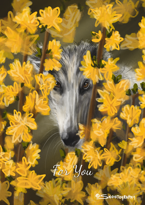 Borzoi Forsythia