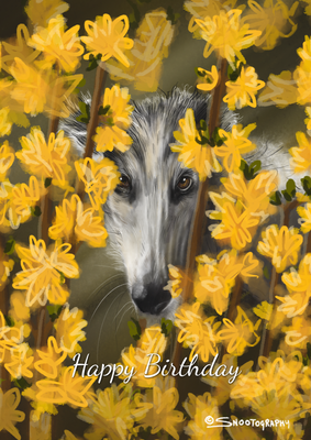 Borzoi Forsythia