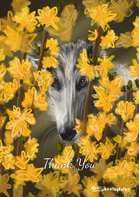 Borzoi Forsythia