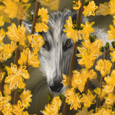 Borzoi Forsythia