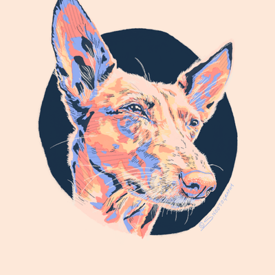 Podenco Portrait